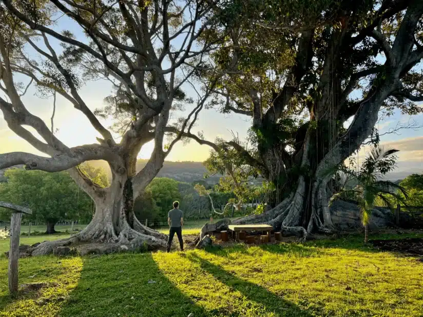 man under trees